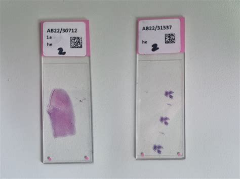 Big Microscope 的图像结果