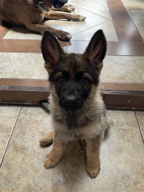 New GSD puppy color : r/germanshepherds