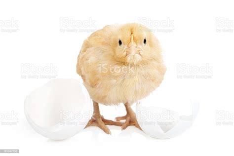 Chick Explodes 的图像结果