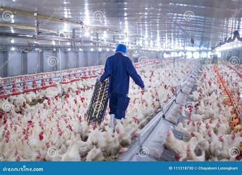 Poultry Farm Chicken Business Farm Editorial Image - Image of science ...