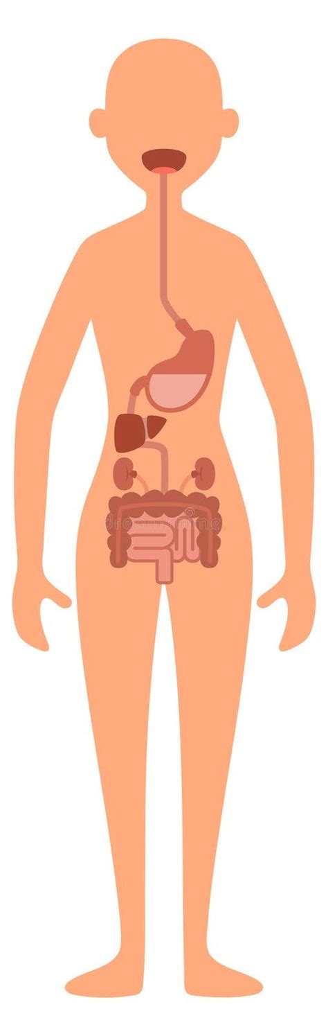 Digestive System Woman 的图像结果