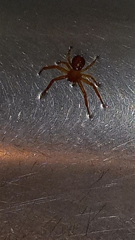 what is this spider? brown recluse? fort worth tx : r/whatisthisspider