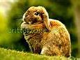 Image result for Baby Bunnies in Summer