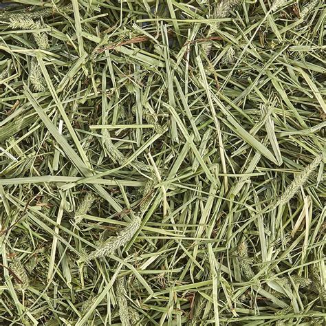 Kaytee Western Tim Hay Kit, 710ml Buy, Best Price in UAE, Dubai, Abu ...