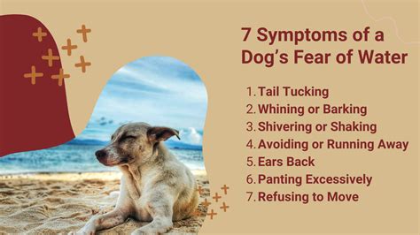 6 Steps Toward Overcoming Your Dog's Fear of Water