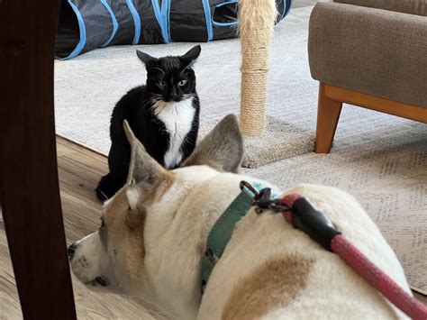 Cat Airplane Ears: Understanding When & Why Cat Ears Take Flight