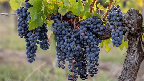 Cabernet Franc | Wine Guide | Virgin Wines