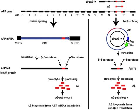 Circular RNA Encoded Amyloid Beta peptides—A Novel Putative Player in ...