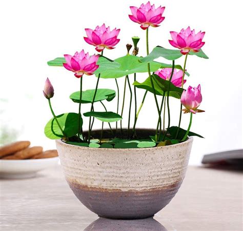 GO GREEN Lotus plant LIANG LI MICRO LOTUS Organic Water Lilies | Lotus ...
