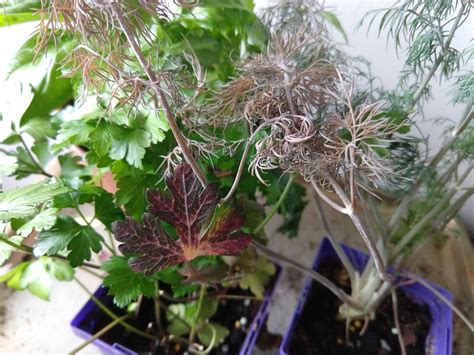 Why Is My Dill Plant Turning Red at Ian Milligan blog