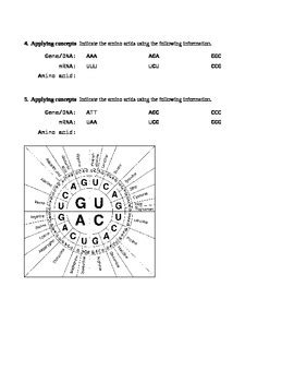 Image result for Protein Synthesis Practice Sheet the Genetic Code