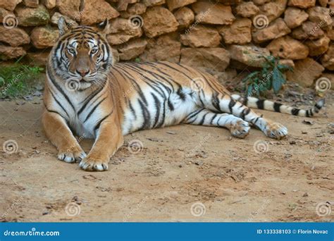 Tiger is Resting at the Zoo Stock Image - Image of jungle, outdoors ...