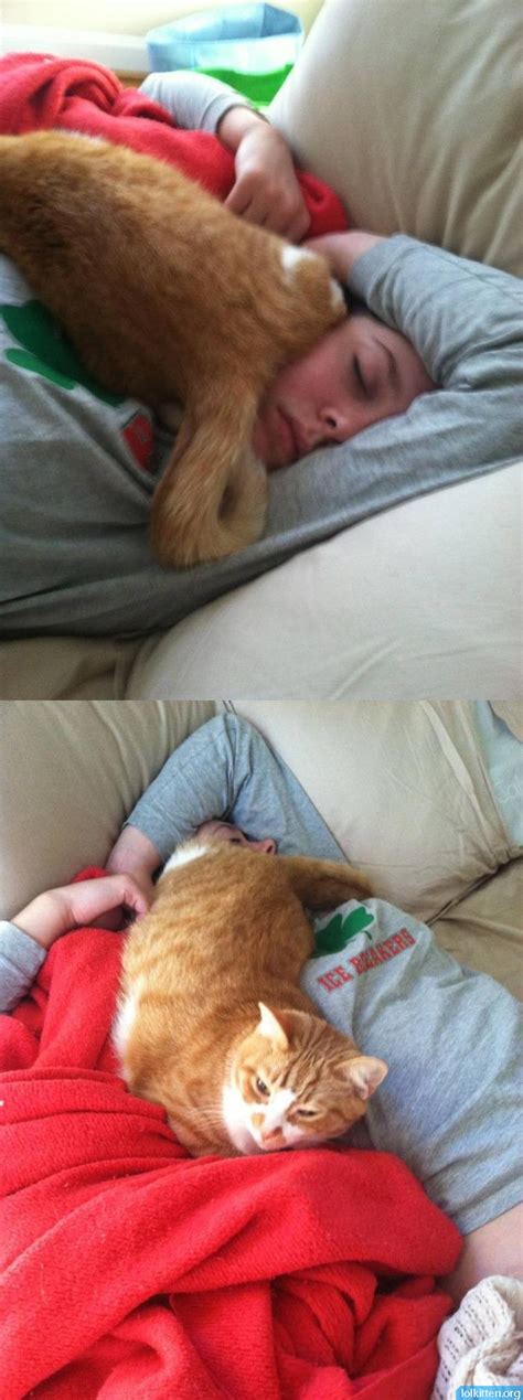 HowToBasic Cat 的图像结果