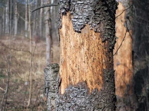 Image result for How to Repair Tree Bark
