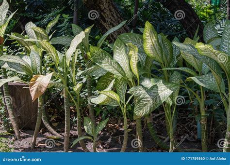 Close Up On Dieffenbachia Leaves Diseases. Dieffenbachia Or Dumb Cane ...