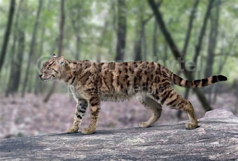 Pin by JL Arte Natural on ICE AGE & EXTINCT CREATURES. | Prehistoric animals, Megafauna ...