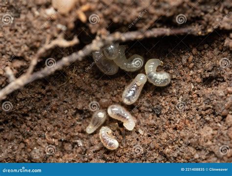Ant Eggs or Larva stock image. Image of close, invertebrate - 221408835