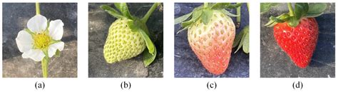 Lightweight Network of Multi-Stage Strawberry Detection Based on ...