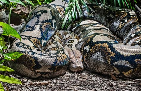 The Largest Anaconda Ever Spotted in the Amazon - Animals Around The Globe