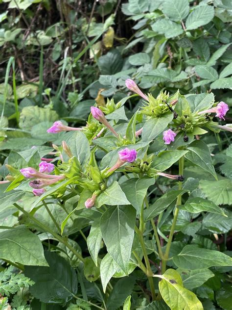 Marvel of Peru - Mirabilis jalapa, species information page. Also known ...