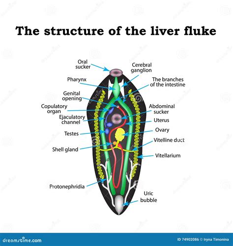 The Structure Of The Liver Fluke. Infographics. Vector Illustration On Isolated Background ...