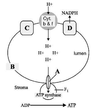 The diagram given below shows ATP synthesis through chemiosmosis. Which ...