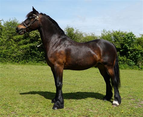 Welsh Pony — DiscoverTheHorse