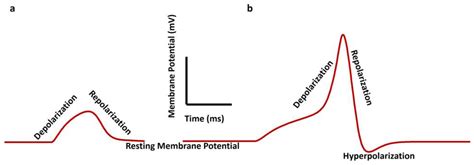 Smooth Muscle Contraction Action Potential Tutor's Notes: General,