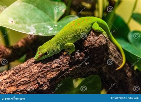 Madagascar giant day gecko stock photo. Image of fauna - 159875452