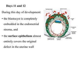 Image result for Second Week of Embryonic Development
