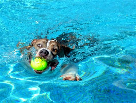Image result for Dogs Swim Compilation