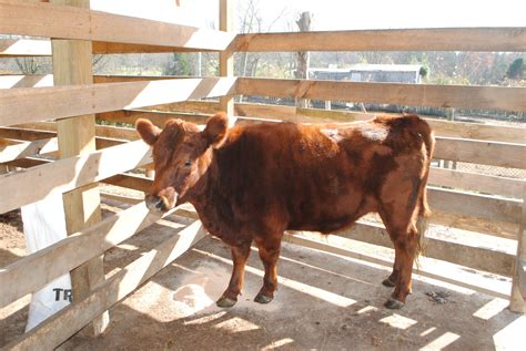 Adventures on Zephyr Hill Farm: The Cost of Raising a Steer: How Much ...