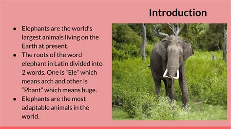 Elephant evulution.pptx..all about the elephant evolution | PPTX