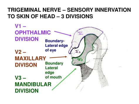 Branches Of Ophthalmic Division Of Trigeminal Nerve