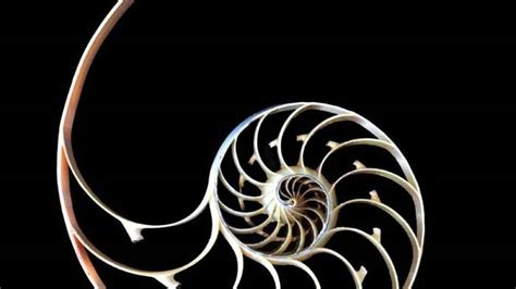 Spirals in Nature | The Engraver's Cafe