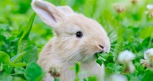 Image result for Cute Bunny Eating Lunch