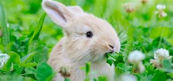 Image result for Bunny Eating Spaghetti Clip Art