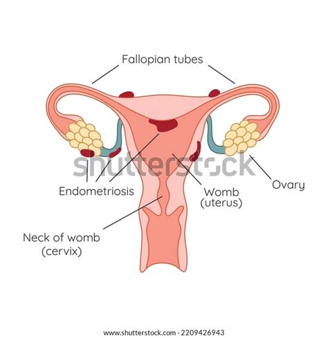 Image result for Endometrium