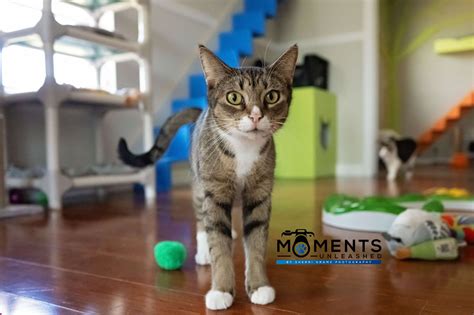 Compy Comp 的图像结果