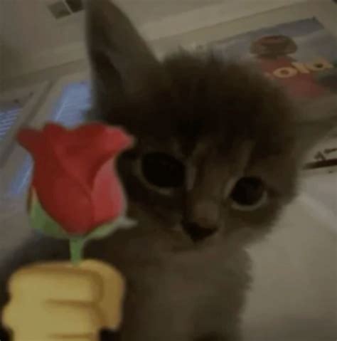 Cat Holding Flowers