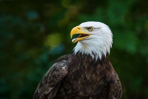 Wildlife in United States - Types of USA Animals - A-Z Animals