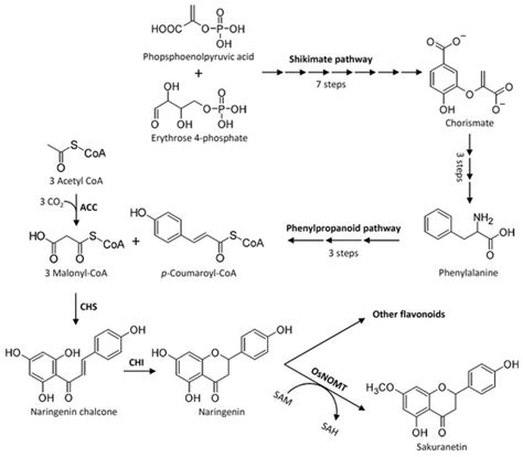 Rice Phytoalexins: Half a Century of Amazing Discoveries; Part I ...