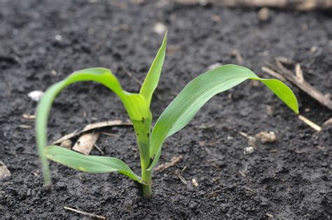 Image result for Corn Planting