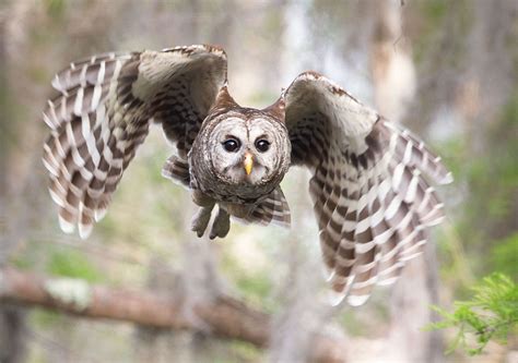 Free photo: Owl Flying - Animal, Bird, Flight - Free Download - Jooinn