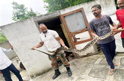 Hamirpur: घर के बाथरूम में छिपा बैठा था 8 फुट लंबा इंडियन रॉक पाइथन ...