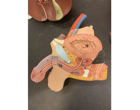 Image result for Male Reproductive System Torso Model