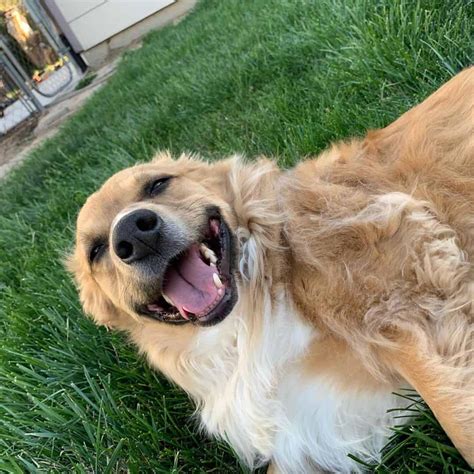 Golden Retriever Corgi Mix Puppies