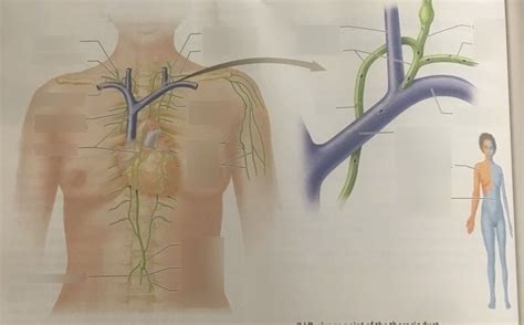 Image result for Lymphatic Trunks