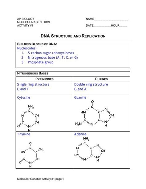 DNA Replication Structure 的图像结果