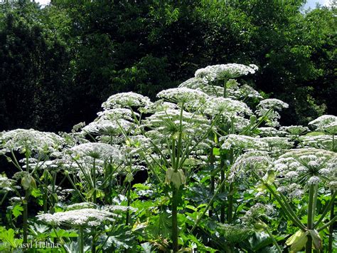 Heracleum mantegazzianum - Изображение растения - Плантариум